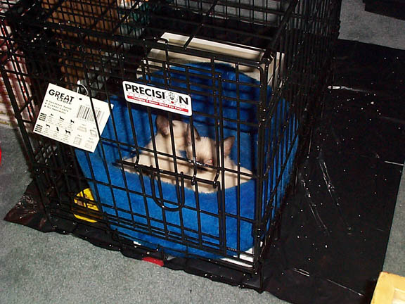 playpen