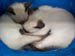 sleep2